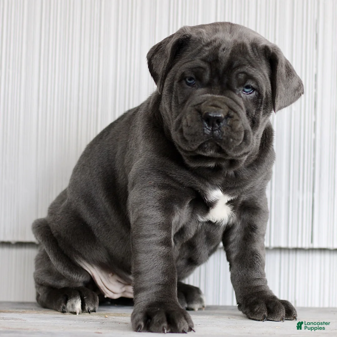 Cane Corso dogs for sale: Nalani  - Ad 3