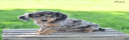 Miniature Dachshund dogs for sale: Coco - Ad 2