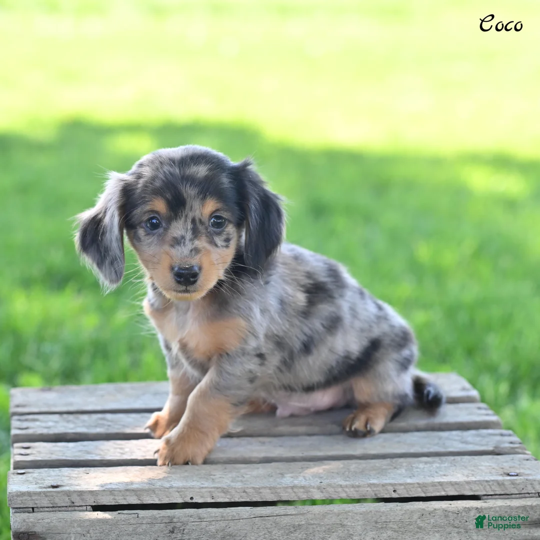 Miniature Dachshund dogs for sale: Coco - Ad 2