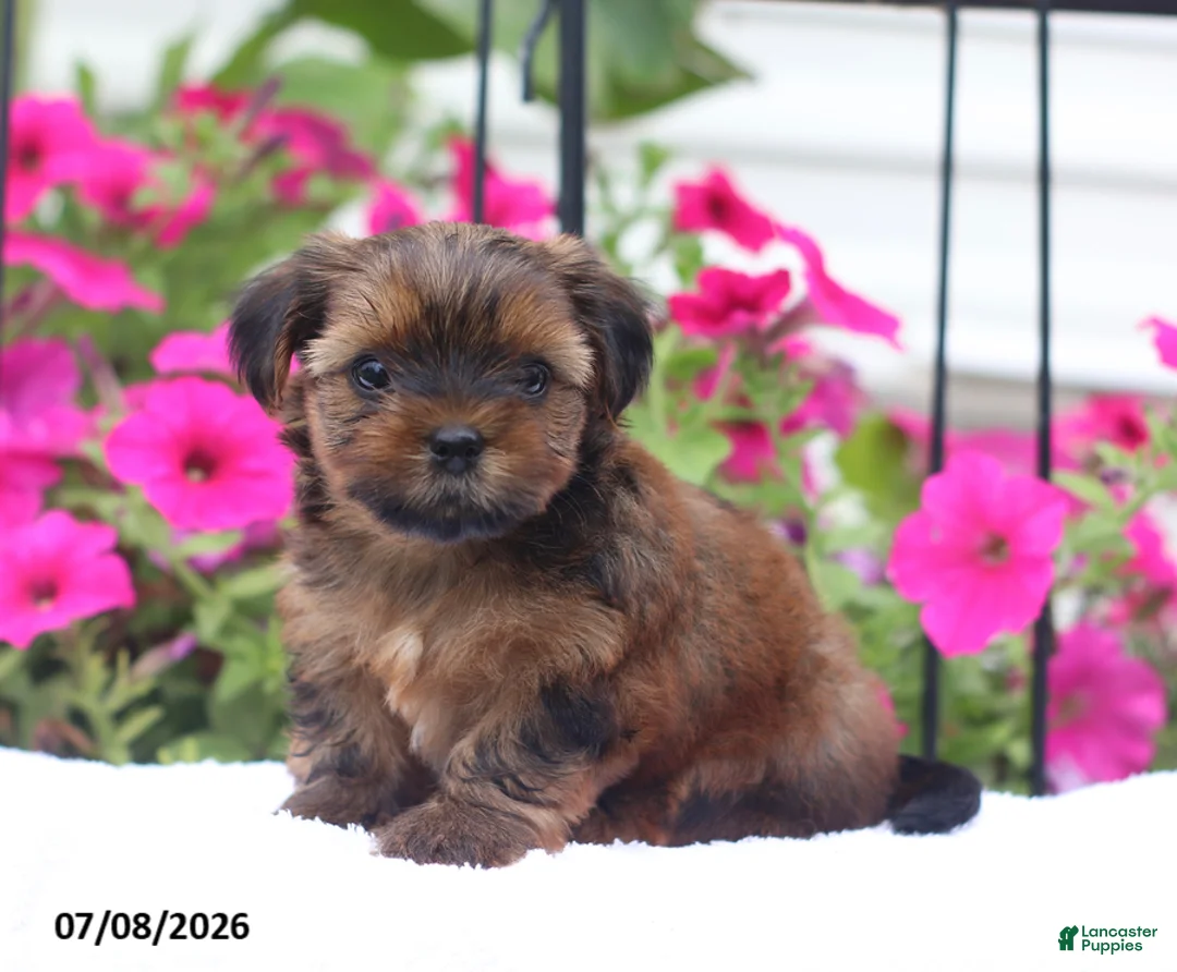 Shorkie dogs for sale: Milky Way - Ad 1