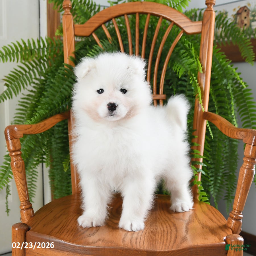 Samoyed dogs Rosie - Ad 1