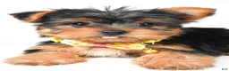 Yorkshire Terrier dogs for sale: Robby - Ad 3