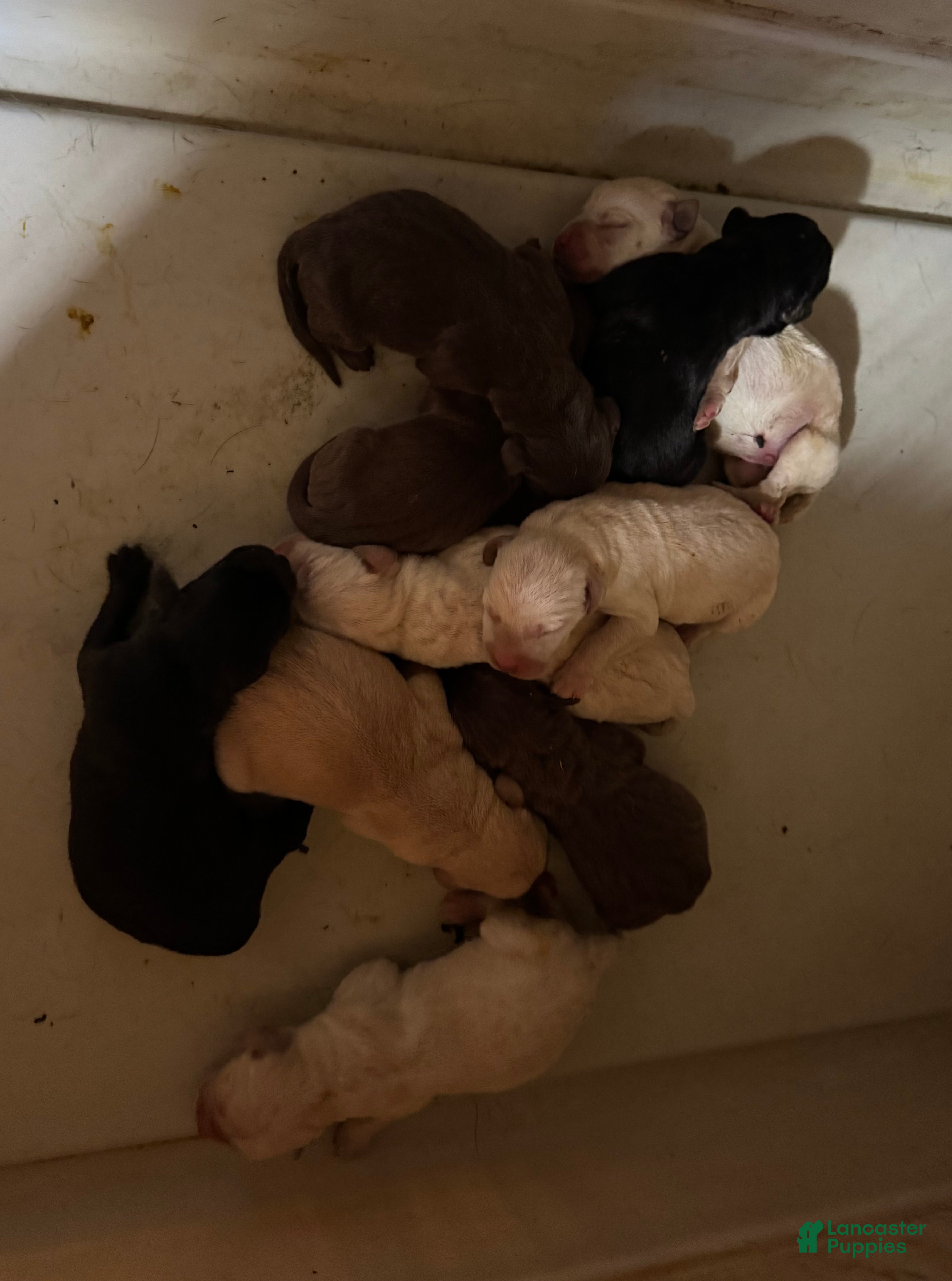 Mixed Breed dogs F1B Pointador 4 - Ad 4