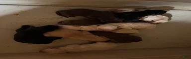 F1B Pointador 4