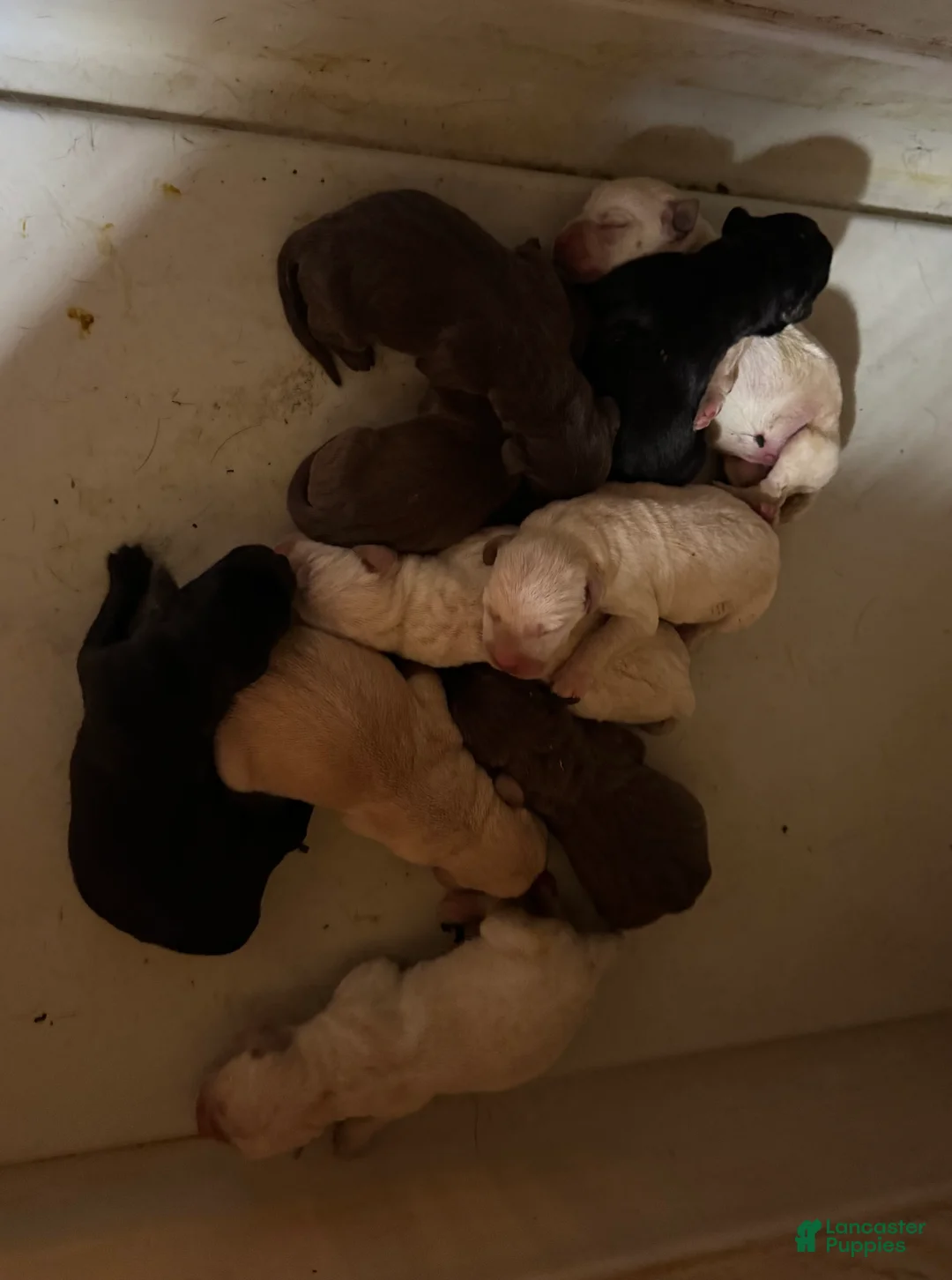 Mixed Breed dogs for sale: F1B Pointador 4 - Ad 1