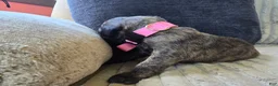 Mixed Breed dogs for sale: Pink-Full Brindle - Ad 15