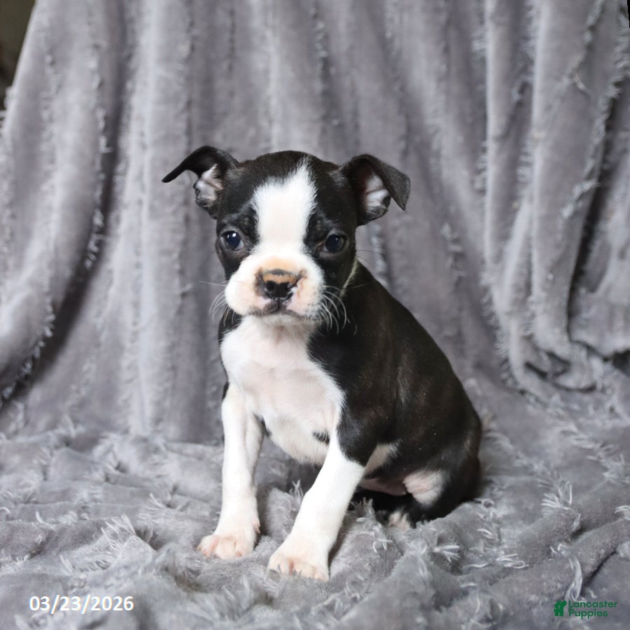 Boston Terrier dogs Roxy - Ad 2