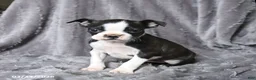 Boston Terrier dogs for sale: Roxy - Ad 2