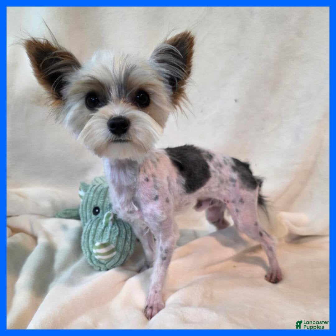 Morkie dogs Jayden - Ad 11