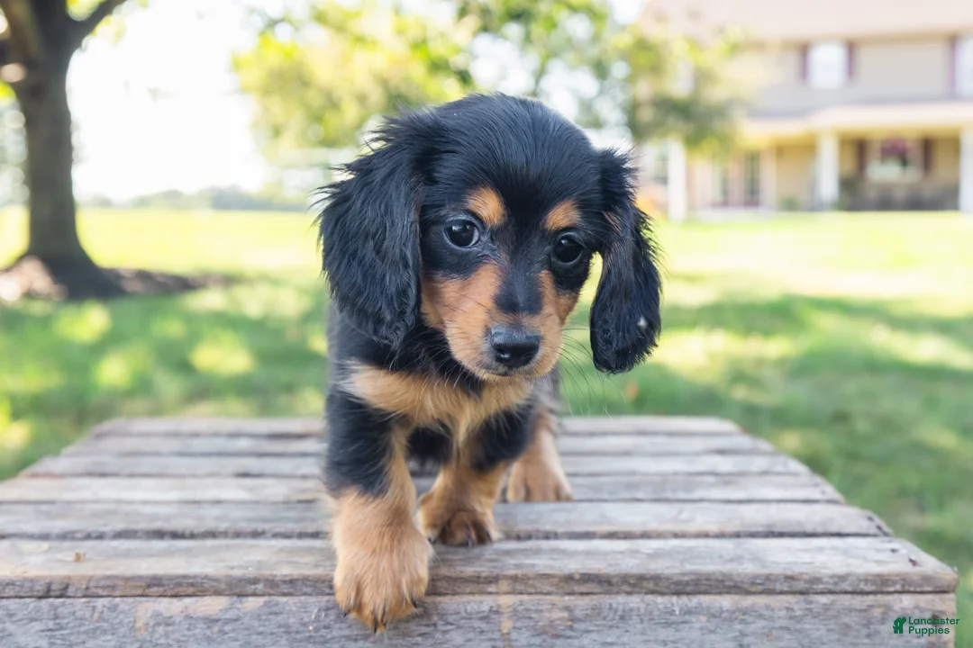 Miniature Dachshund dogs for sale: Diva - Ad 2