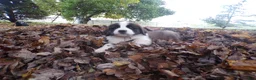 Saint Bernard dogs for sale: Penny - Ad 3