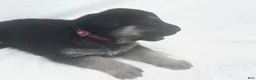 German Shepherd dogs for sale: Rosie - Ad 5
