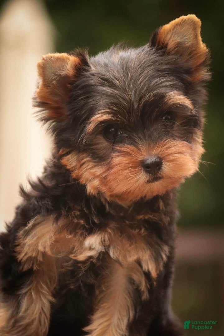 Yorkshire Terrier (Yorkshire Terrier, Male) in LaGrange, IN