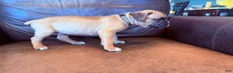Boxer dogs for sale: Bruno - Ad 4
