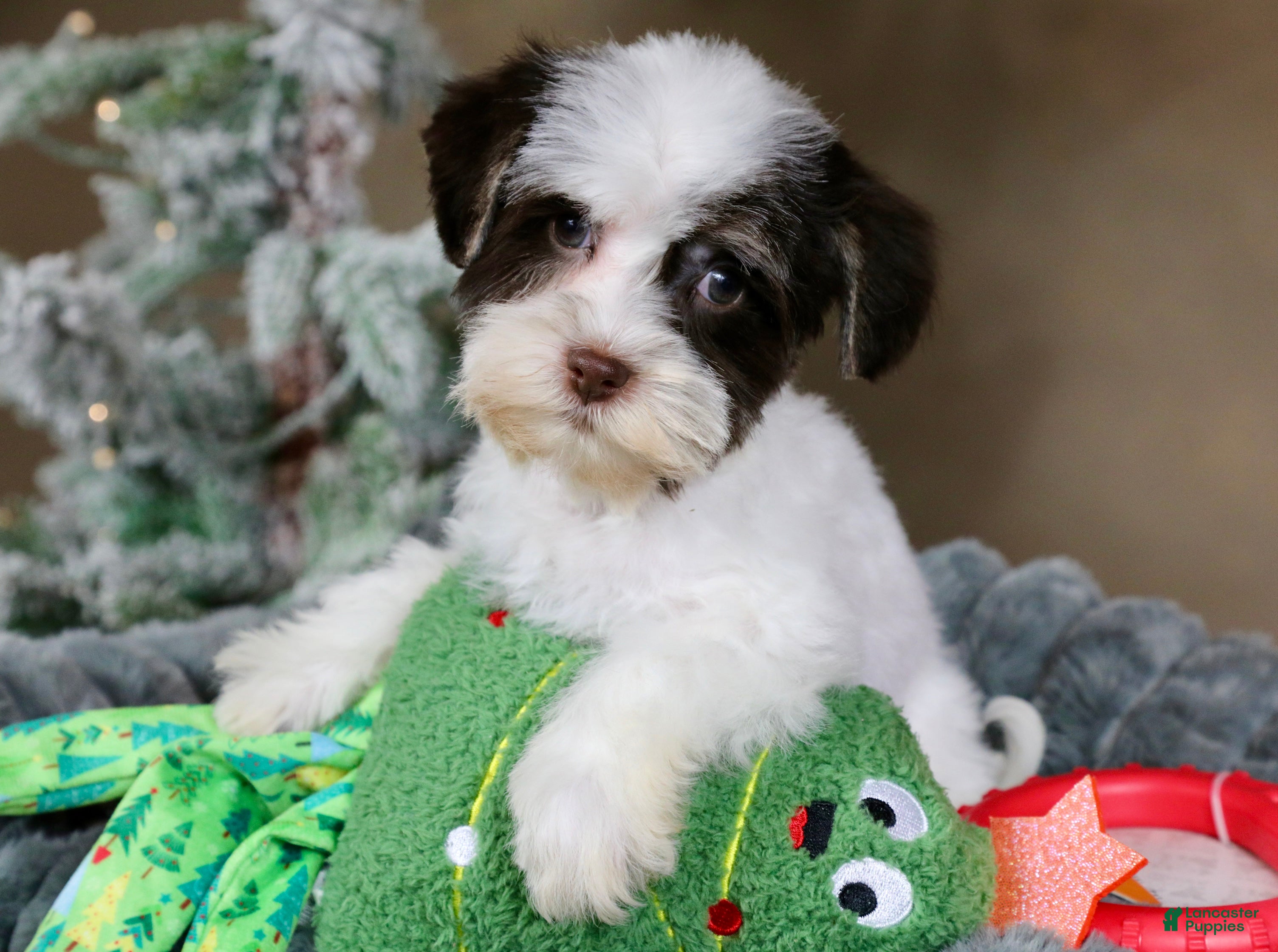 Havanese dogs Fruitcake - Ad 18