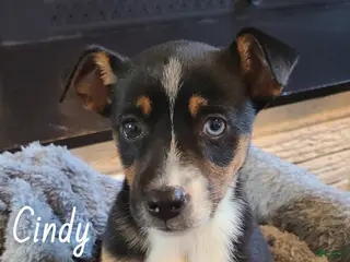 Mixed Breed dogs Mixed Breed Puppy 3 - Ad 2