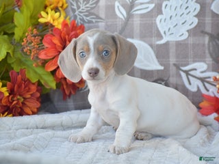 Dachshund dogs Amelia - Ad 17