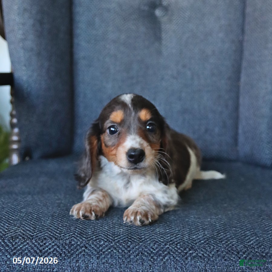 Dachshund dogs Thomas - Ad 2