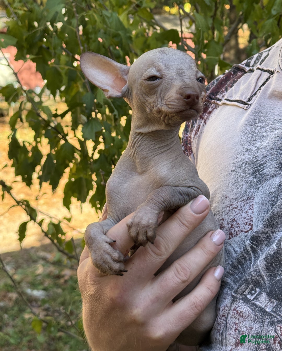 Mixed Breed dogs for sale: Cleopatra  - Ad 2