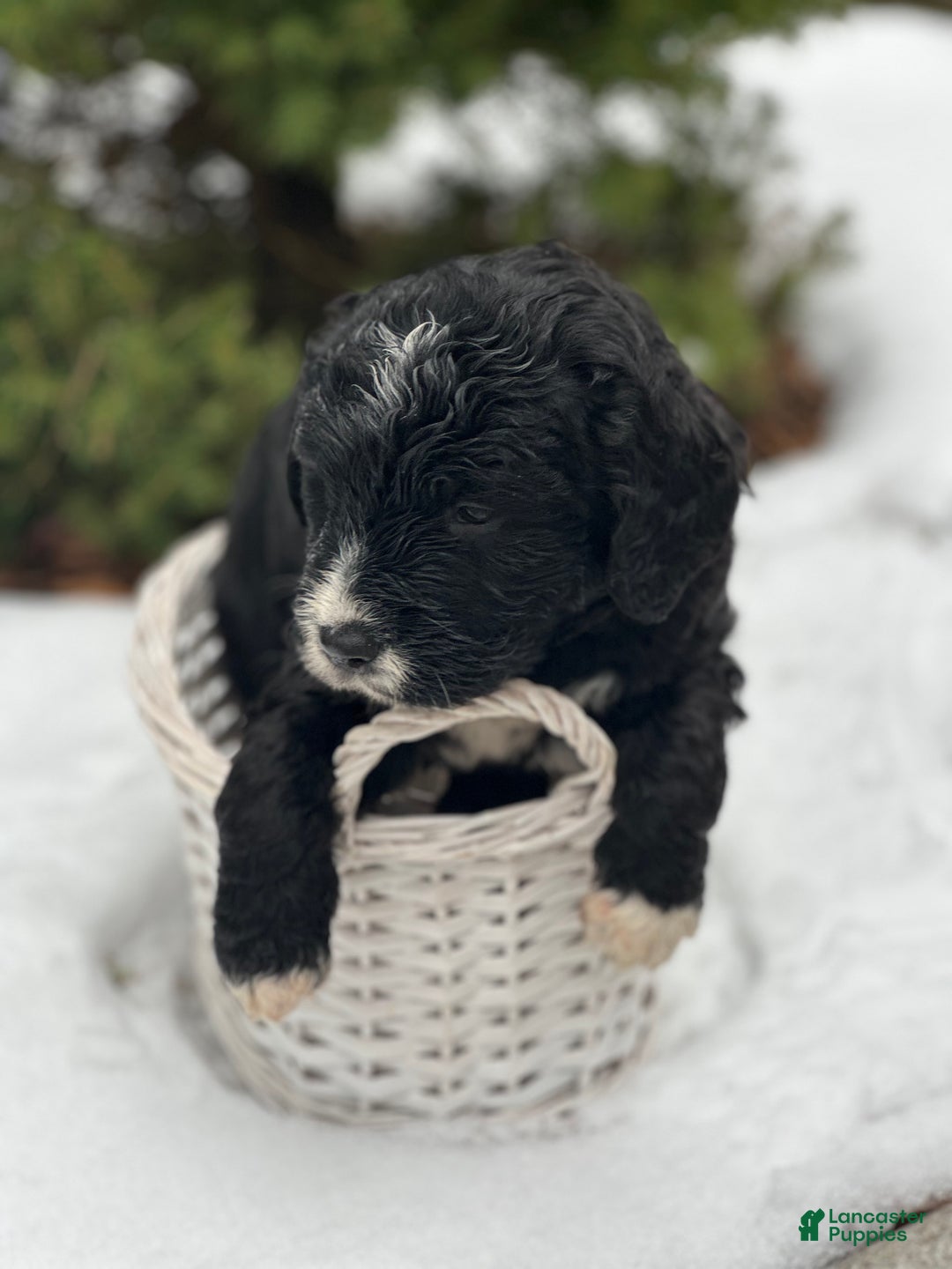 Mixed Breed dogs for sale: Donner (Golden Mountain Doodle) - Ad 2