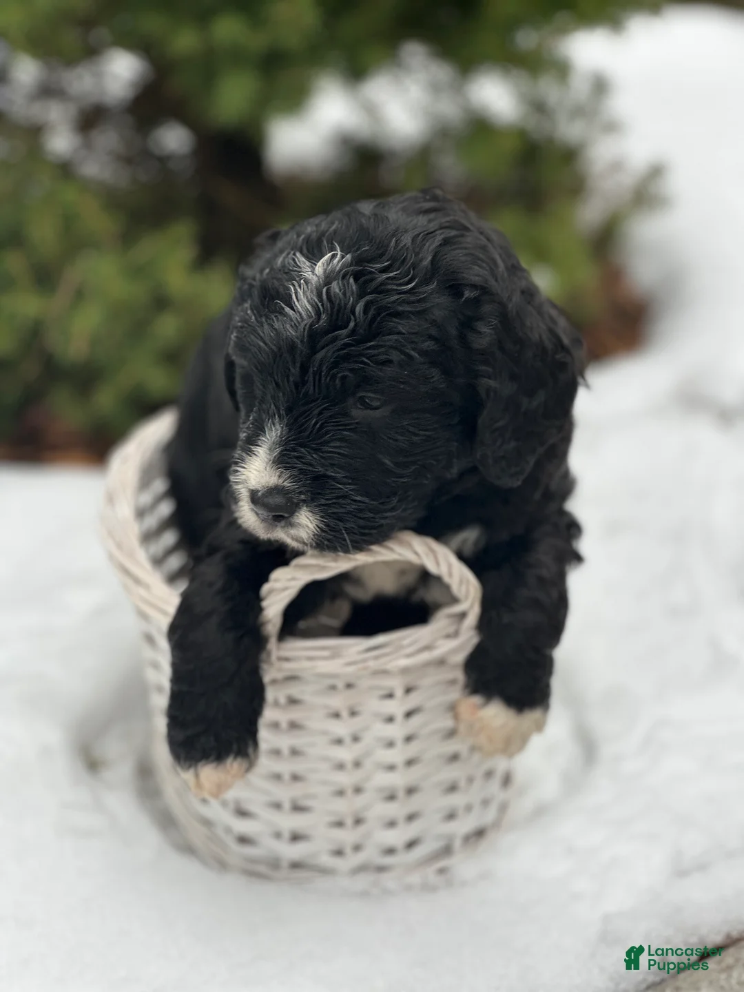 Mixed Breed dogs for sale: Donner (Golden Mountain Doodle) - Ad 2