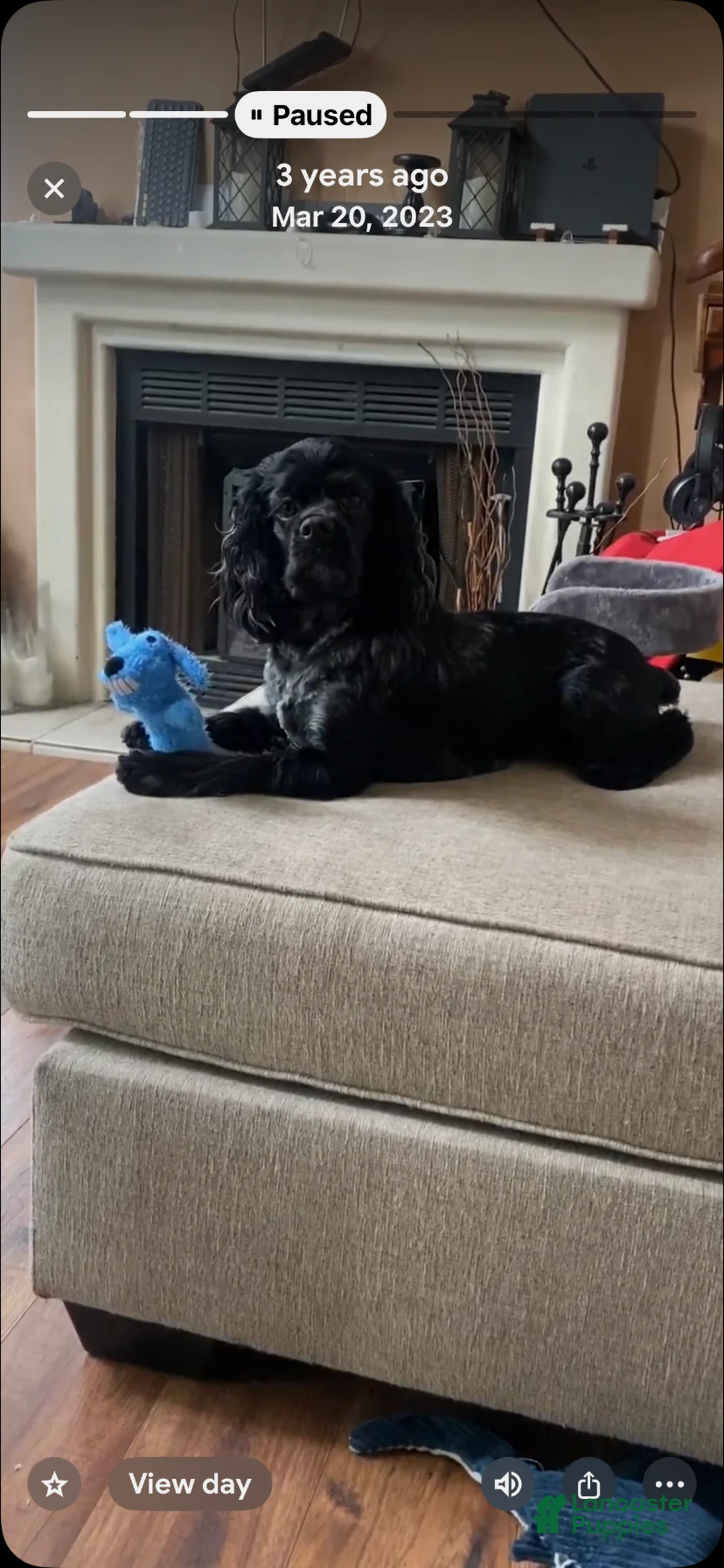 Cocker Spaniel dogs for sale: Hazel - Ad 2