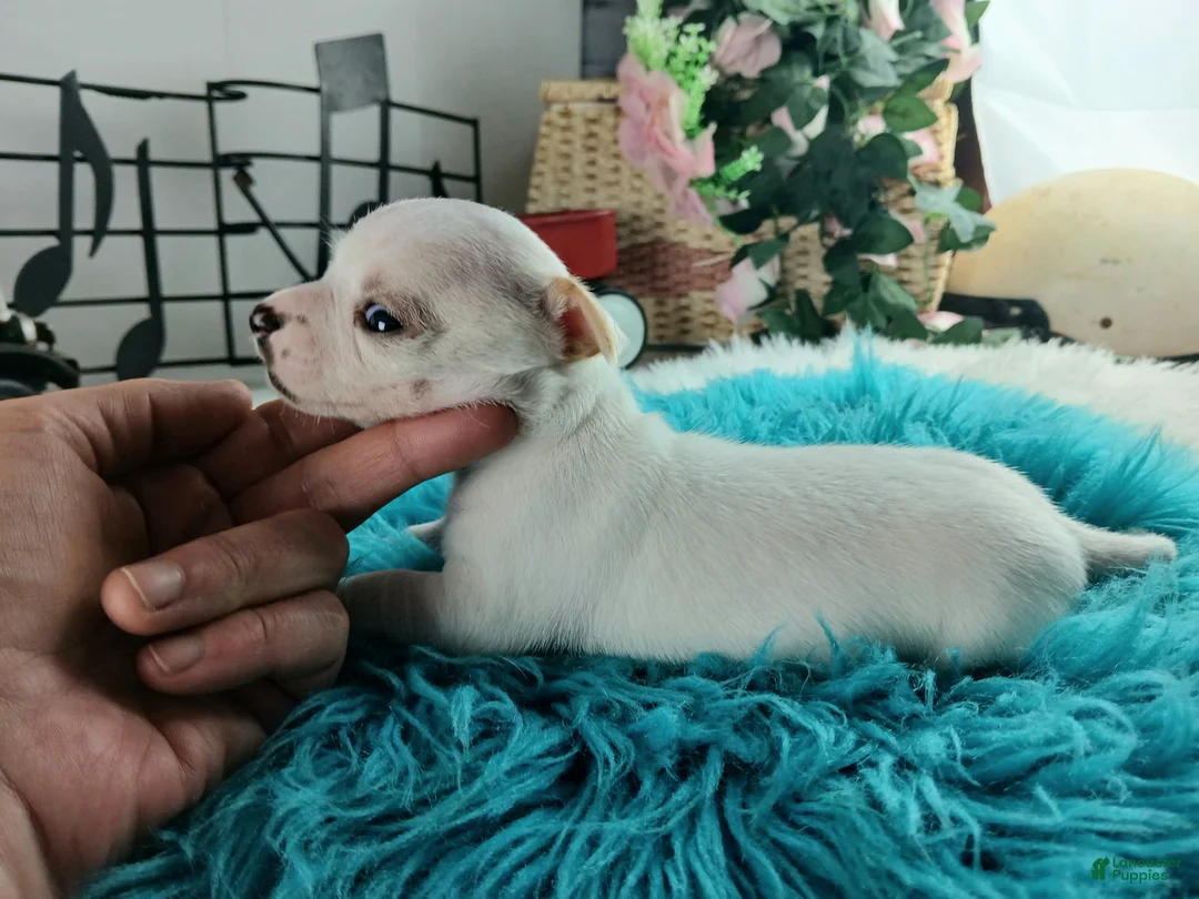 Chihuahua dogs for sale: Cece's white boy, NATIONWIDE DELIVERY  - Ad 7
