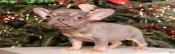 French Bulldog dogs for sale: Teacup  Lucas  - Ad 4
