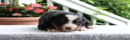 Bernese Mountain Dog dogs for sale: Kenton - Ad 3