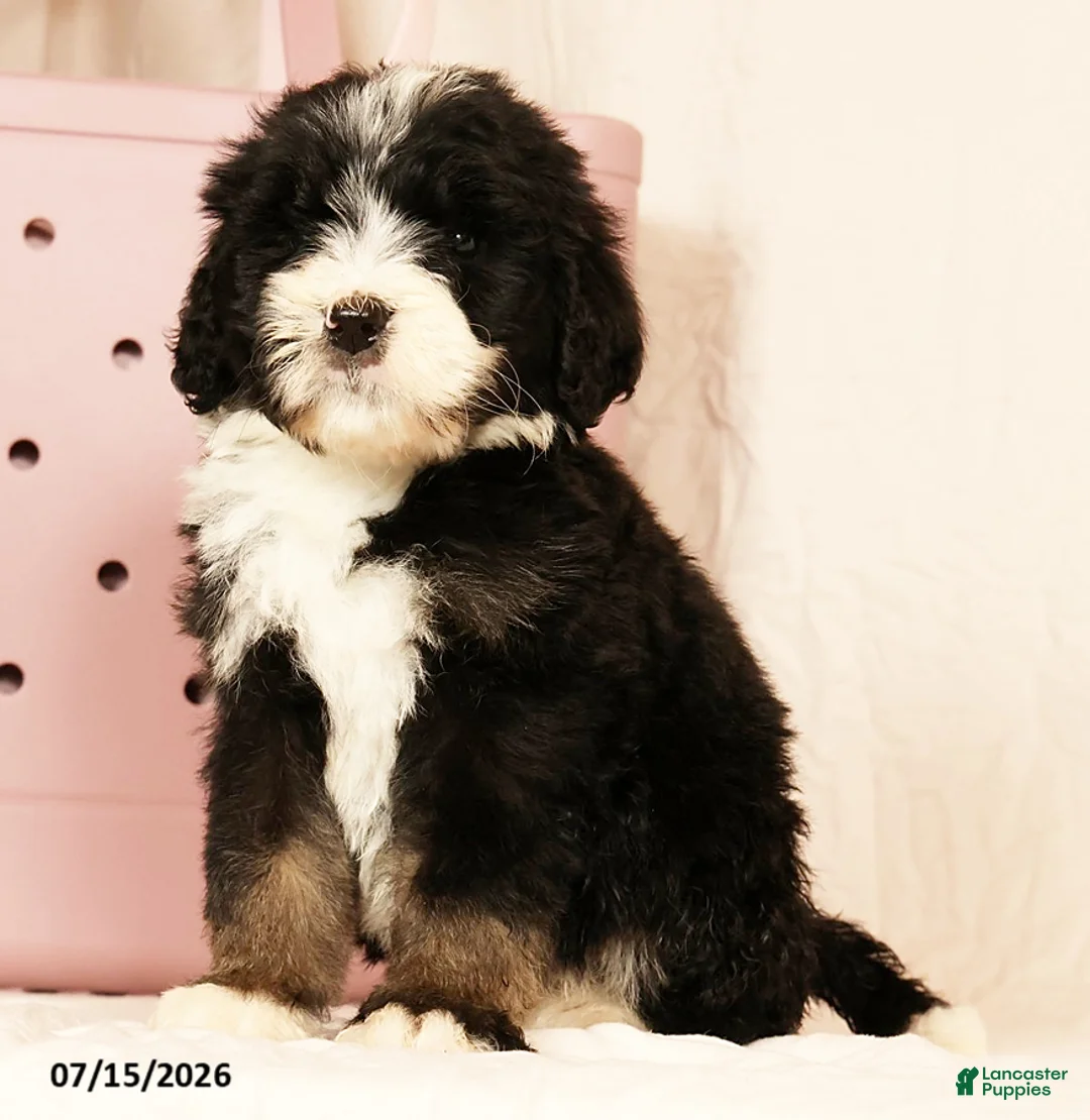 Bernedoodle dogs for sale: Linus - Ad 1