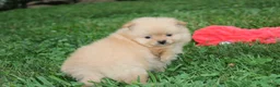 Pomeranian dogs for sale: Finn - Ad 4