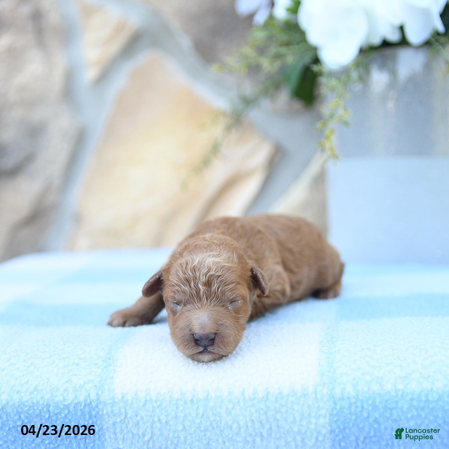 Cavapoo dogs Foxy - Ad 1