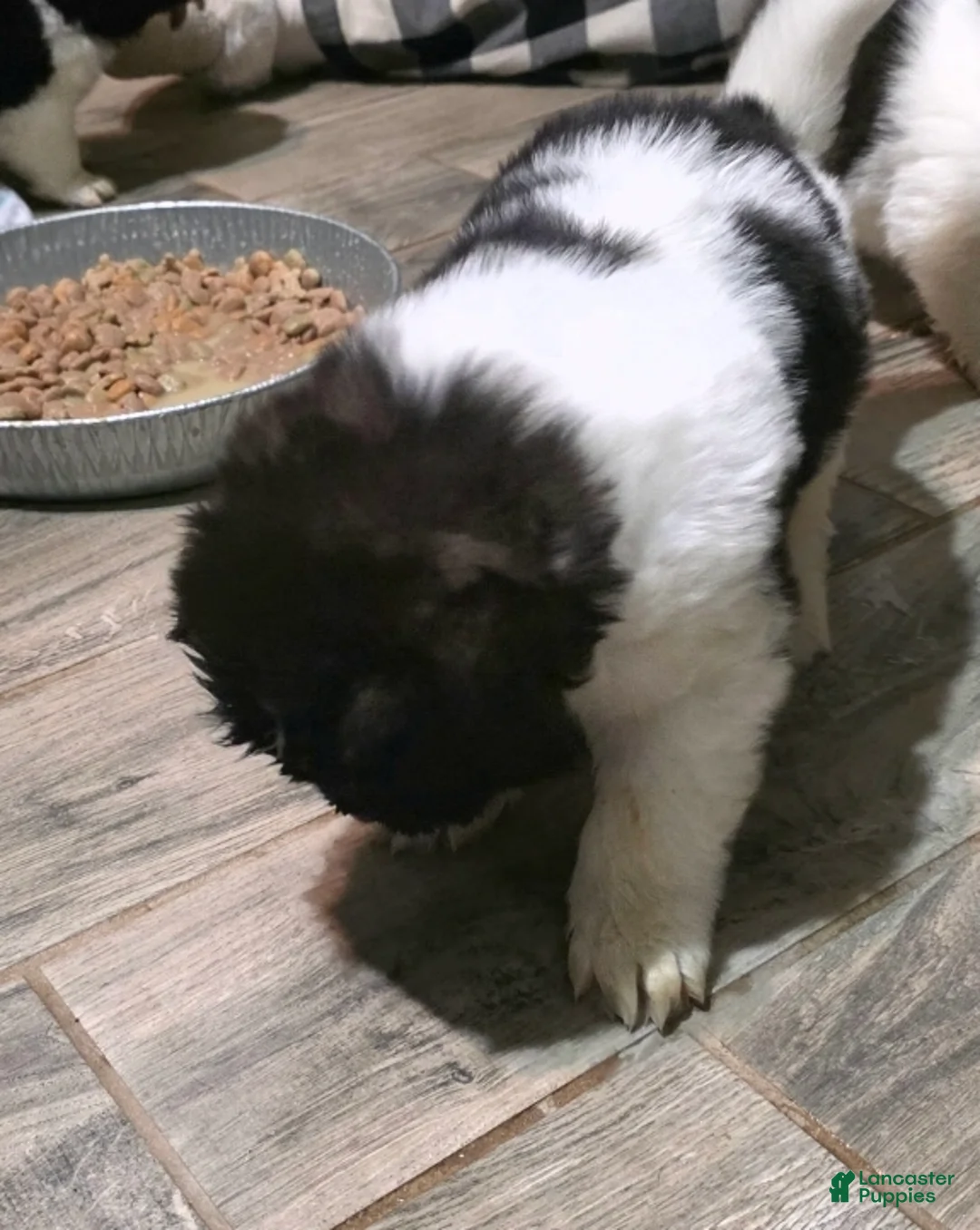 Akita dogs for sale: Franky - Ad 2