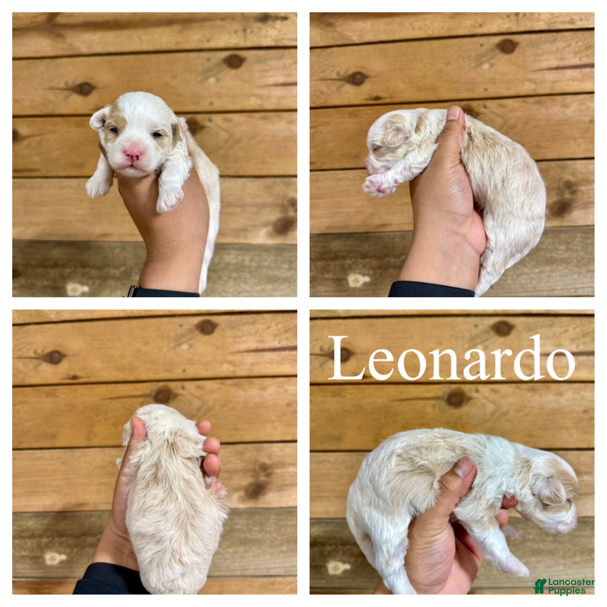 Mixed Breed dogs Leonardo - Micro Mini F1b - Ad 1