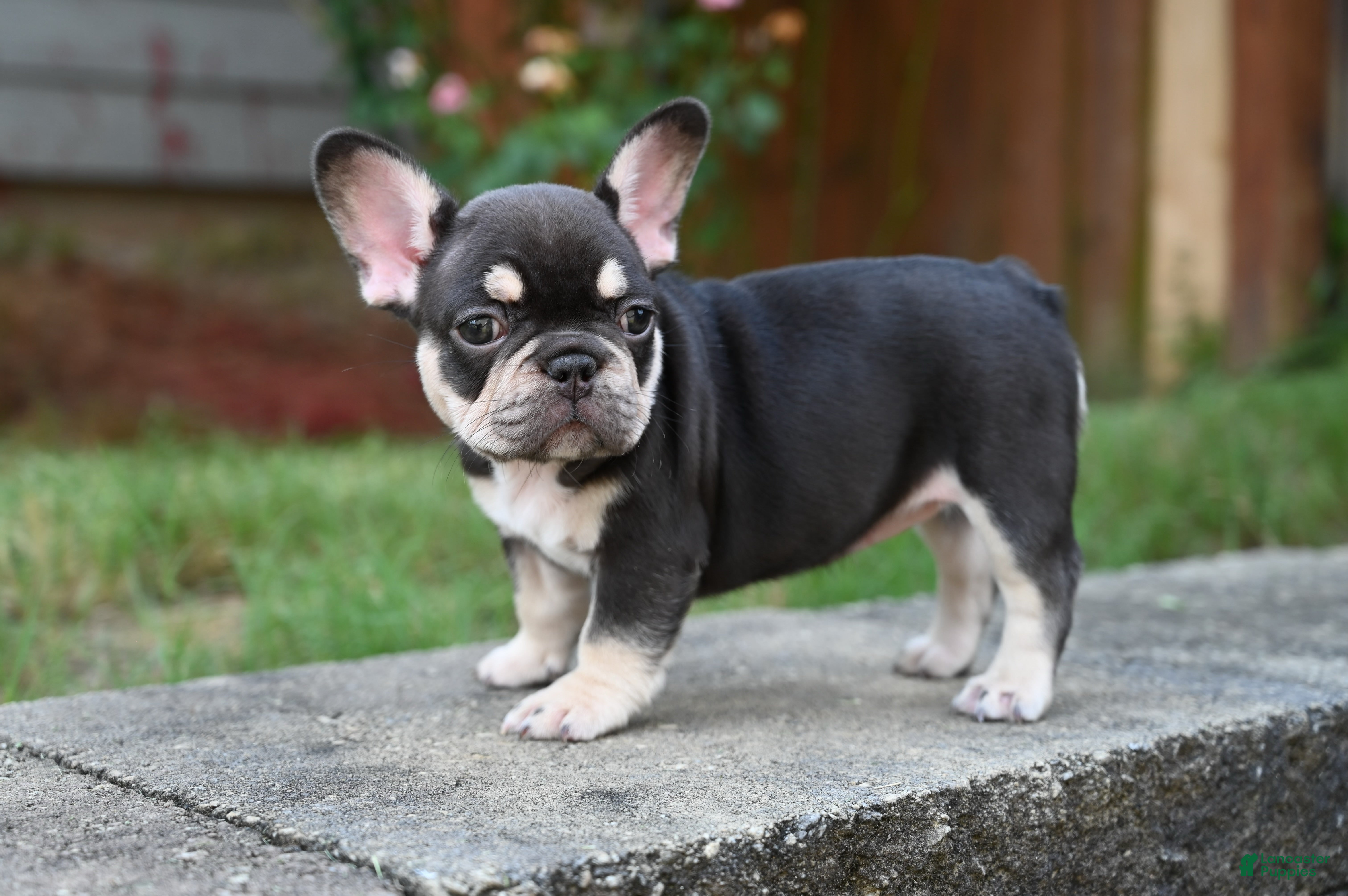 French Bulldog dogs Honey - Ad 2