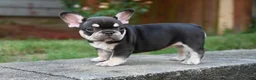 French Bulldog dogs for sale: Honey - Ad 2