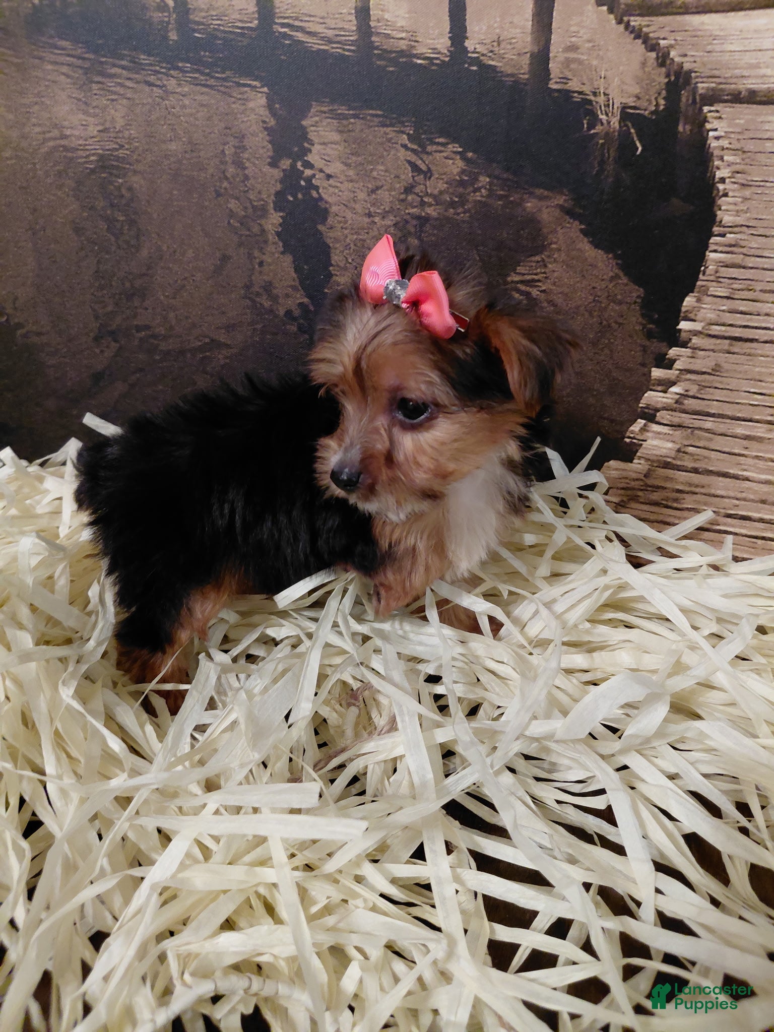 Yorkshire Terrier dogs Yorkshire Terrier Puppy 3 - Ad 5