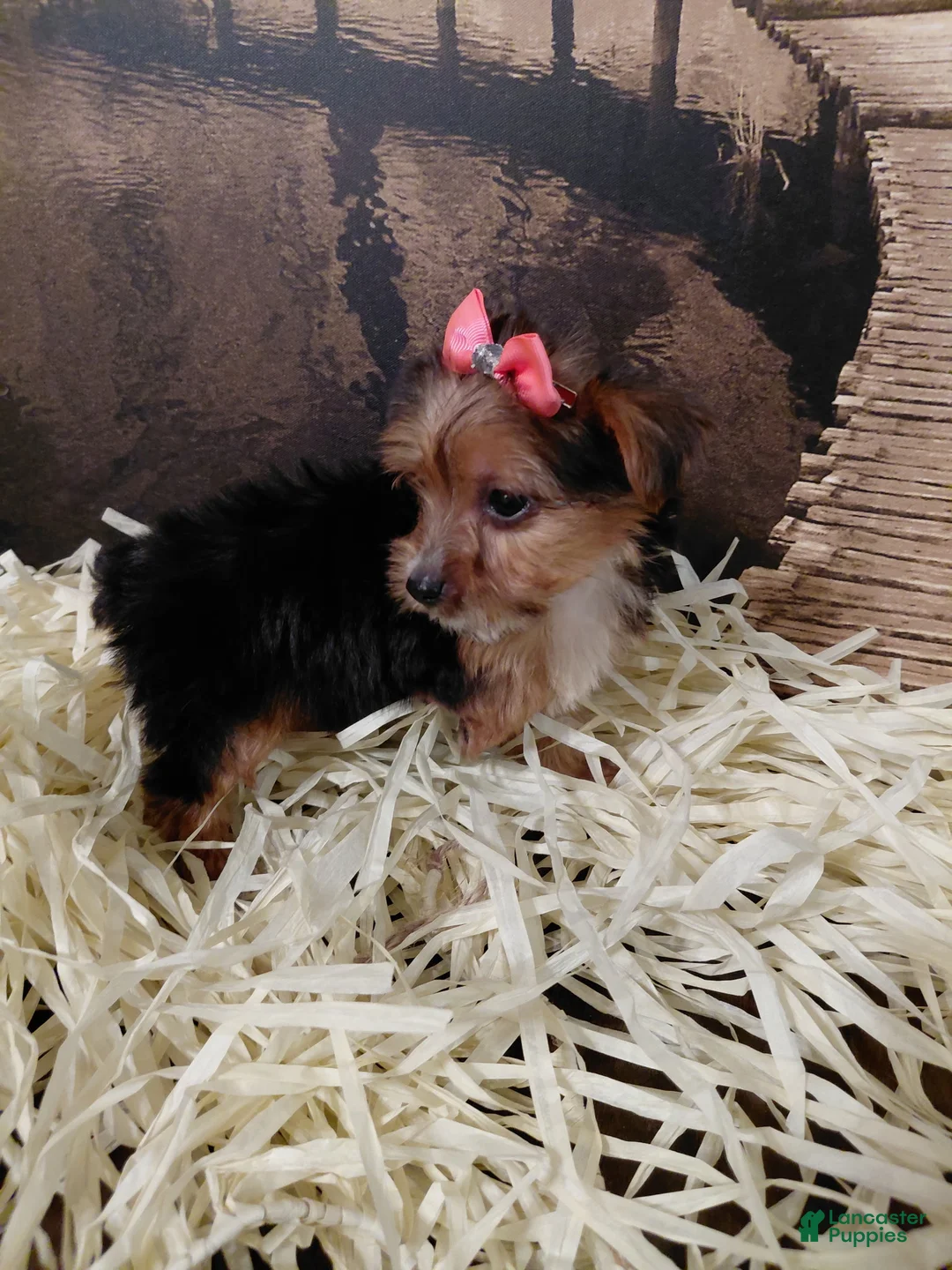 Yorkshire Terrier dogs for sale: Yorkshire Terrier Puppy 3 - Ad 1