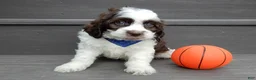 Cockapoo dogs for sale: Cockapoo Puppy 1 - Ad 6