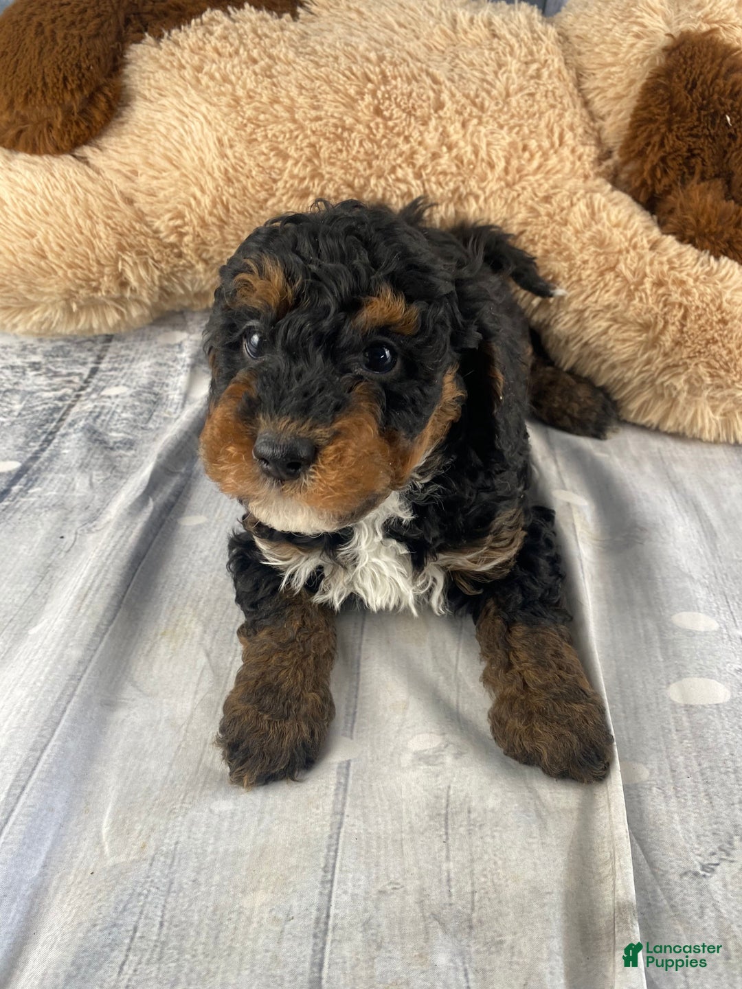 Cavapoo dogs for sale: Samson - Ad 10