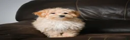 Maltipoo dogs for sale: Jackson - Ad 4