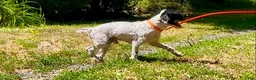 Cockapoo dogs for sale: Cockapoo 1 - Ad 5
