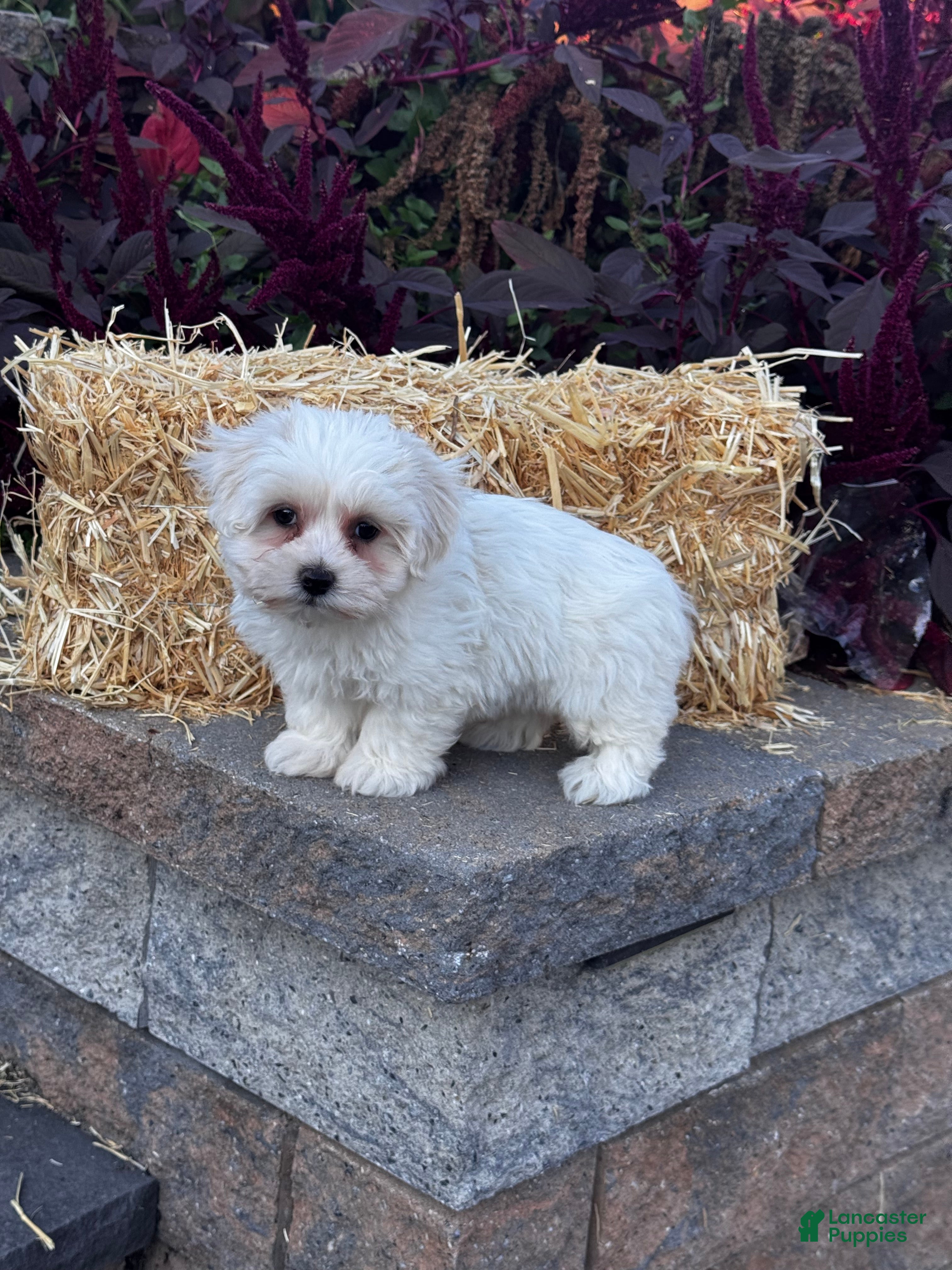 Chico