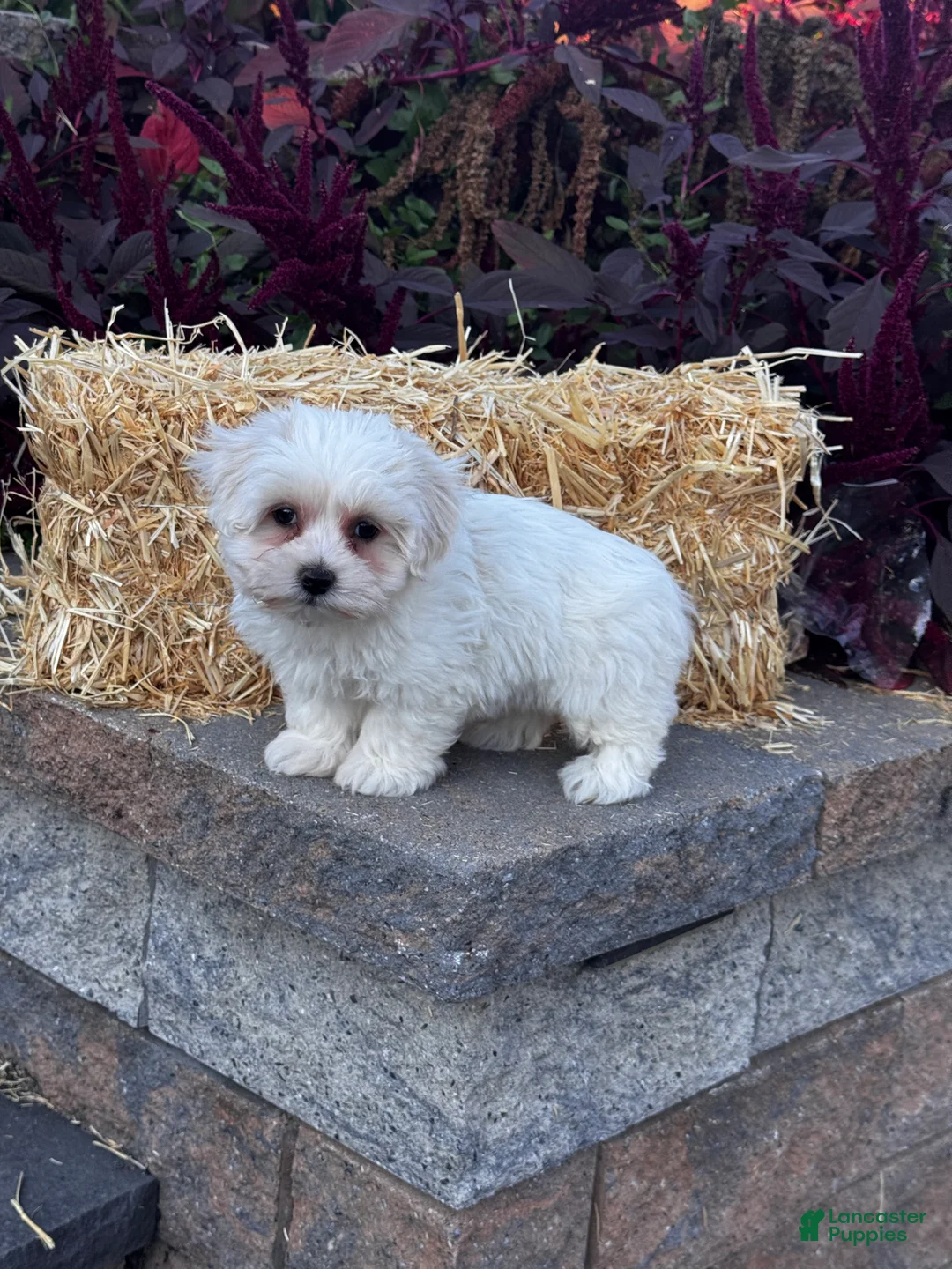Coton De Tulear dogs for sale: Chico - Ad 1