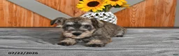 Miniature Schnauzer dogs for sale: Martha - Ad 4