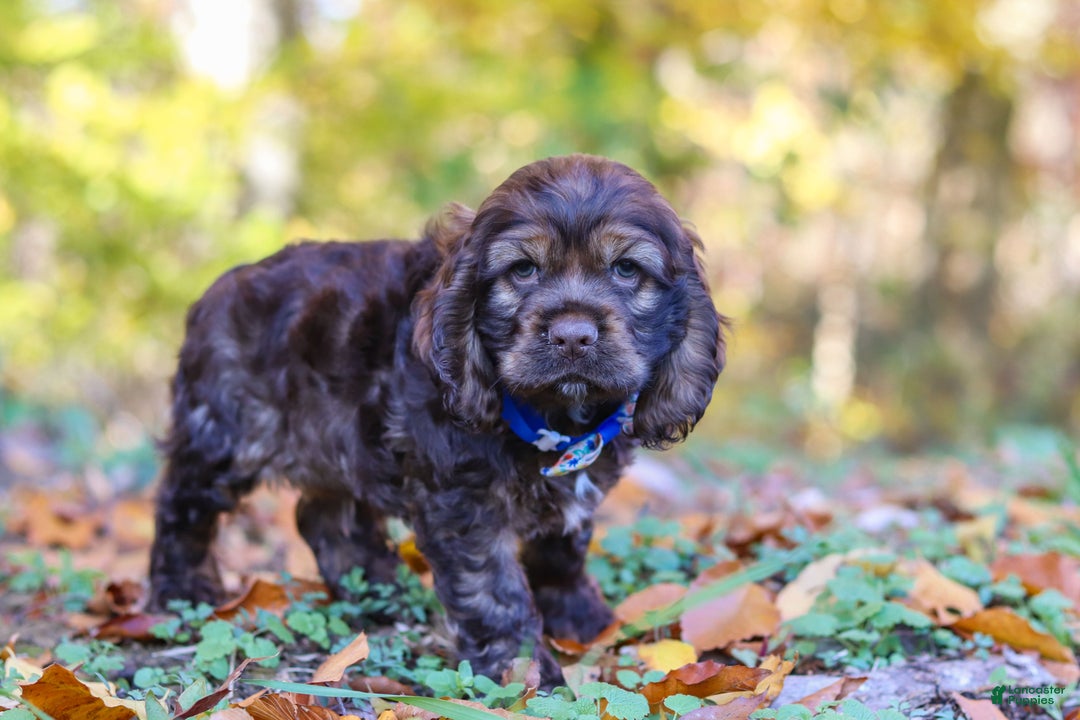 Cocker Spaniel dogs for sale: Jettson - Ad 2