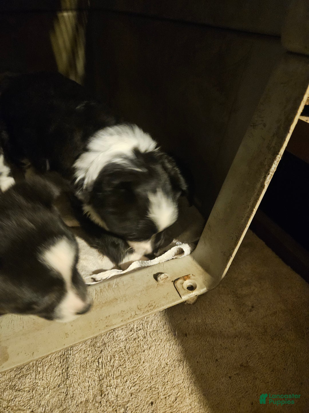 Border Collie dogs for sale: Kumba (Call-Text) - Ad 2