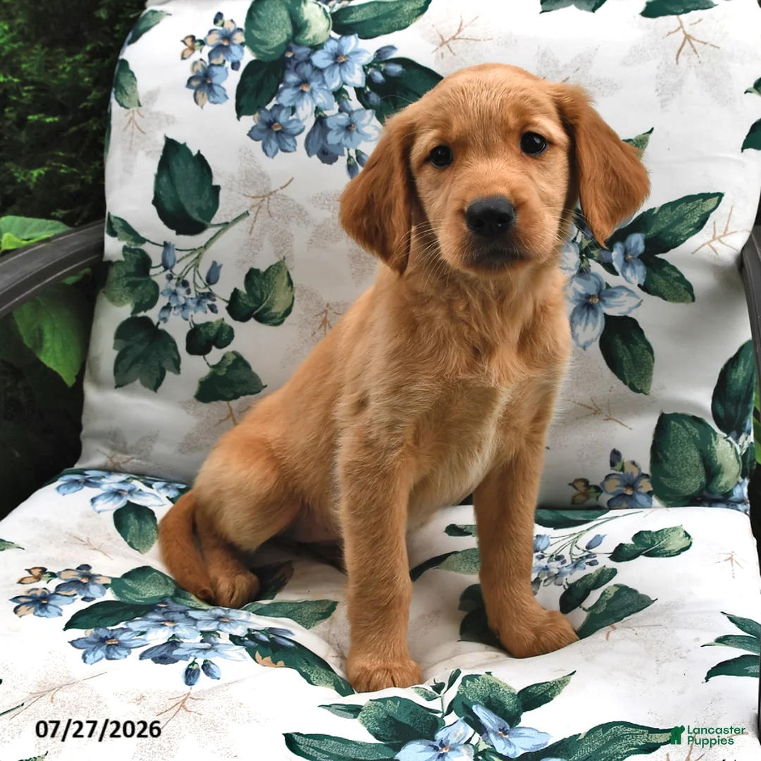 Golden Retriever dogs for sale: Jackie - Ad 3