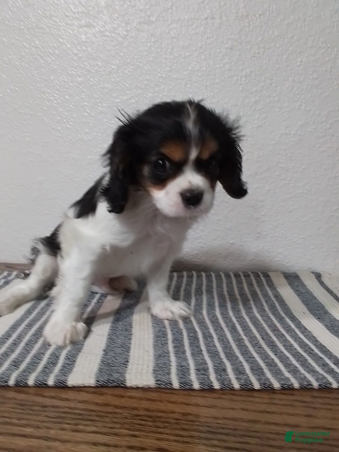 Cavalier King Charles Spaniel dogs for sale: Sam - Ad 3