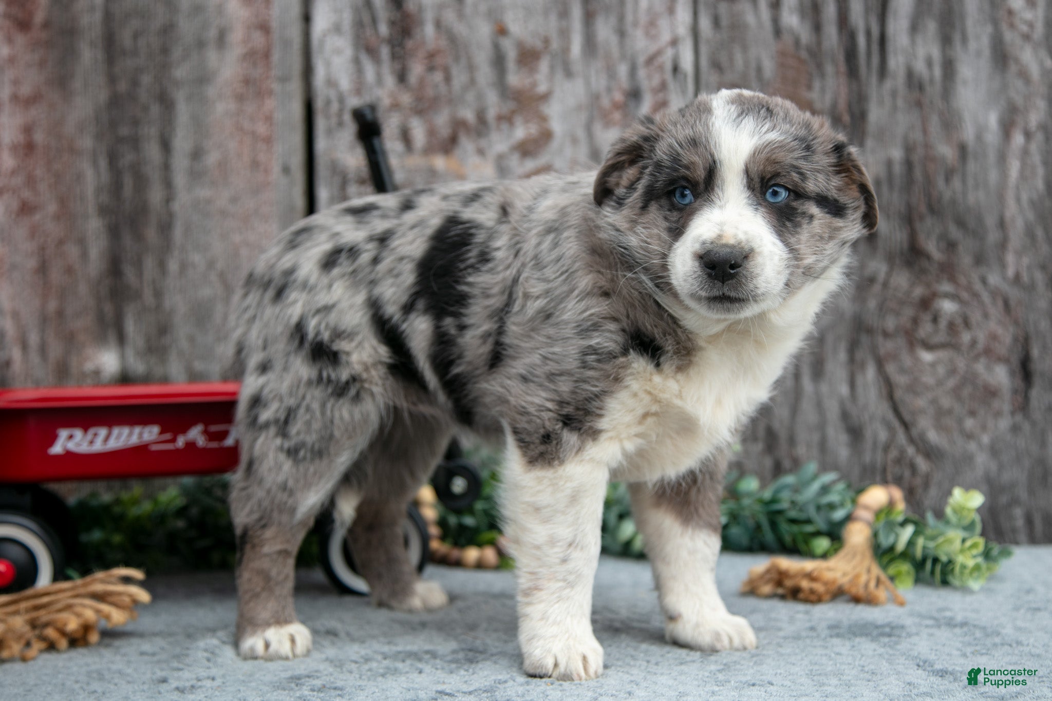 Mixed Breed dogs Laura - Ad 22